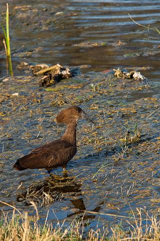 199 Linyanti, hamerkop.jpg